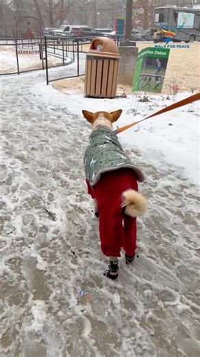 Aloka the Peace Dog on Instagram: "Our brave Aloka was all bundled up this morning! Dressed in his warm coat and little booties to stay cozy, he looked so adorable exploring the frosty ground. He seemed a bit curious and puzzled, wondering why everything was so icy and slippery around him! As he looked around the winter scenery, you could tell he was also wondering exactly where the venerable monks were as they continued their path. Even in the cold, our Aloka stays focused on his family and the