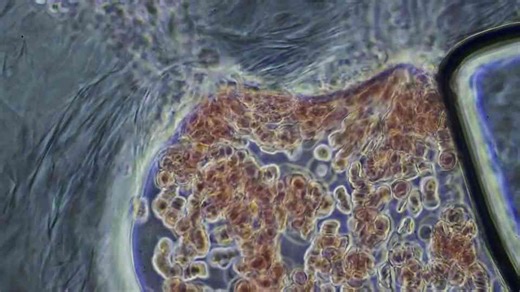 What NASA’s Kepler found in deep space that could harbor life