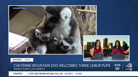 Cheyenne Mountain Zoo welcomes three ring-tailed lemur pups
