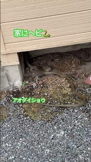 自宅にアオダイショウいた⁉️守り神？ #アオダイショウ #ヘビ #snake #japaneseratsnake #蛇 #守り神 #害獣 #害獣駆除 #怖い #恐怖 #shorts