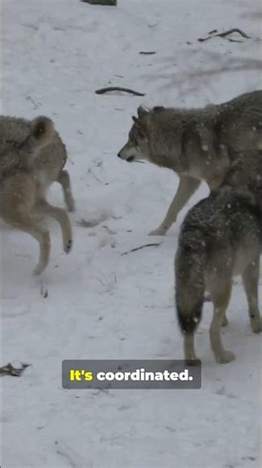 You Won't Believe How Smart These Wolves Are #wildlife #alaska #shorts