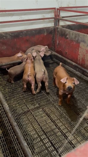 Update on the pigs that got weaned a few weeks ago | Yoder Family Farms Duroc Pork