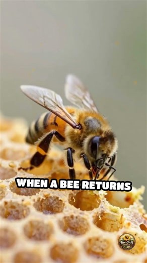 Hive Wax: The Secret Language of Foraging Bees