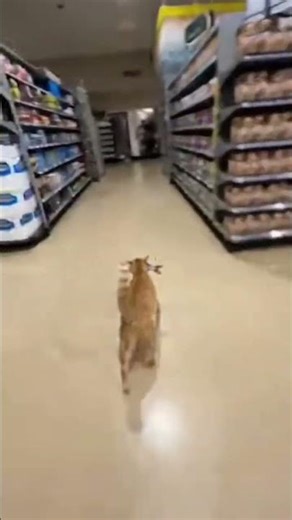 “Watch That Cat Bolt!”#shorts #ytshorts #viral #trending #cats #funnycats #catsoftiktok #viralvideo
