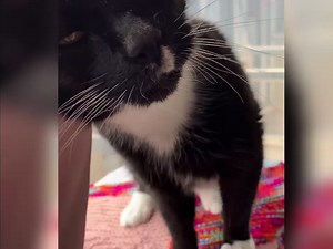 39 reactions | Last but not least for #HugYourCatDay2021 you could get twice the cuddles with this sweet pair of boys. Felix and Bobby are looking for a furever home together and have lots of love to give in return. If you could give these handsome chaps a loving home please complete an application online: https://www.dogandcatshelter.com/felix-bobby/ | Newcastle Dog & Cat Shelter | Facebook