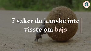 7 saker du kanske inte visste om bajs