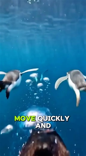 Penguins Are Built for Life Underwater 🐧