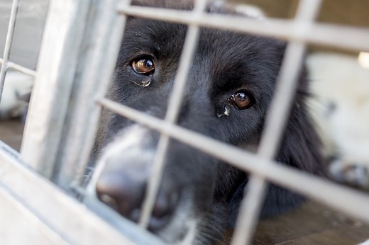 7 Things You Need to Know Before Adopting a Puppy Mill Rescue Dog