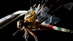 Living dragonfly drones take flight