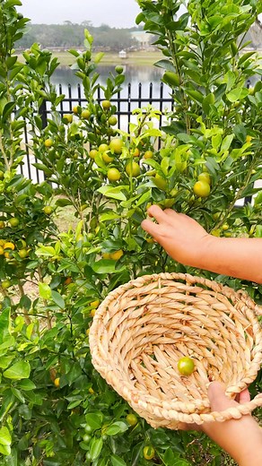 2.7K views · 107 reactions | Harvesting Calamansi Lemons | Healthier Steps | Facebook