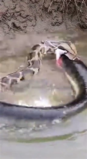 Stupid reticulated python hunts electric eel, tragic end
