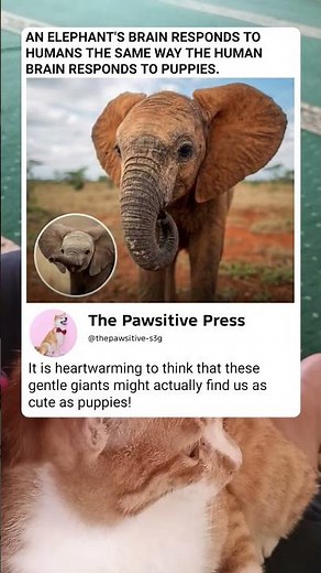 Do Elephants Really Think We Are Cute?