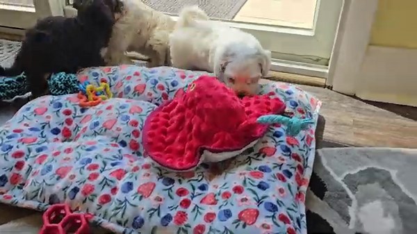 Heavenly Havanese™️ We Have Two Of The CUTEST AVAILABLE Puppies!