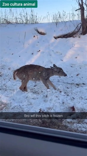 Frozen on All Four Legs