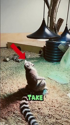 Lemurs: The Jumping Royals of Madagascar🥰