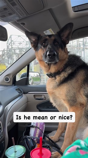 Are German shepherds FRIENDLY? #germanshepherd #germanshepherdsofinstagram #germanshepherdpuppy #gsd #gsdofinstagram #gsdpuppy #reels #reelsinstagram | Zeus and Luna