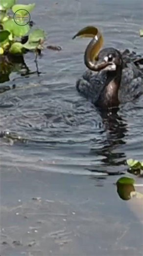 Epic fish catching style of Little Cormorant #fishingbirds #waterbird #nature #wildlife #shorts