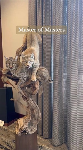The Master of Masters Division at the 2024 World Taxidermy Championships! 🐆🦜🐱 #taxidermy #wildanimals #animalart #taxidermyart #taxidermist #worldtaxidermychampionships #worldtaxidermyshow2024 #animals #wildlife #art