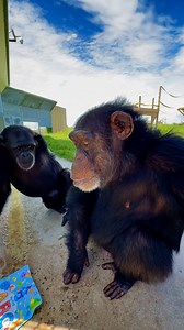 Kiley and Lisa Marie are wishing everyone a happy Friday! #friday #weekendvibes #chimpanzee | Save the Chimps, Inc.