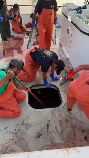 21 reactions | The American Angler Sportfishing return from a fantastic 7 day trip that included YFT, YT, and Wahoo. | Fisherman's Processing | Facebook