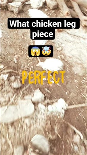 Aaj kutton Ne pure hamari thapai Tod Di