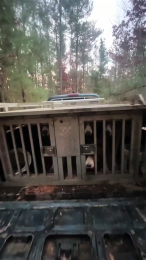 @Austin Owens we was turning the woods up that day catching the woods on fire #fyppppppppppppppppppppppp #toyota #blowthisup #foryoupage #dogs