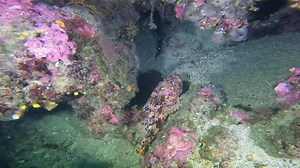 Škarpina (Scorpaena scrofa) ❤️pripada obitelji bodeljki (Scorpaenidae). Uz Jadransku obalu poznata je pod više imena, neka od češćih imena su: škrpina, crveni škrpun, logrnja, skarpina, skrpina i dr. Škarpina je najpoznatija ribarima po svojim otrovnim bodljama. Njen otrov nije tako opasan kao kod nekih drugih otrovnih riba iz jadrana, kao na primjer pauka. Nakon uboda na ubodenom dijelu tijela javlja se jaka bol, crvenilo i oticanje. Nekad se znaju javiti i sljedeći simptomi ali dosta rijetko k