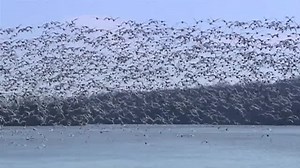 Middle Creek Snow Geese
