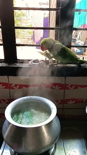 parrot sound and talk #parrot #lifeisbutadream #birdsounds #birds #parrotnoises 🦜🦜🌹