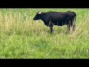 Practical Fertility in a Cow/Calf Operation