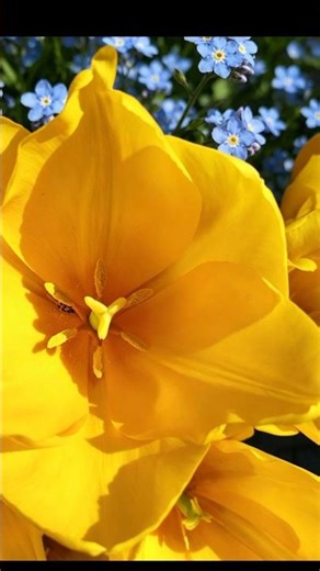 Golden Yellow Tulips in Bloom 🌷 #shorts