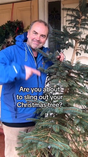 1.2M views · 10K reactions | How to propagate a Christmas tree so that you never have to buy another one ever again. Patience is key here as nature works in its own time, and it will take a few years for the tree to grow to a suitable size for hanging a bauble on. But us gardeners are a patient bunch and realize that good things are worth waiting for  | Simon Akeroyd Garden Writer | Facebook