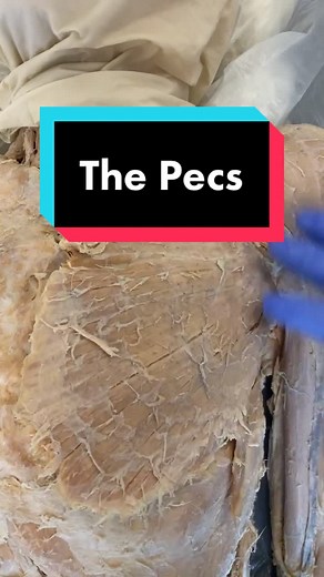 Shoulder Stability: The Importance of Pectoral Muscles