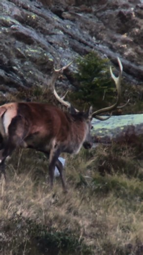 Swarovski Optk digiscoping