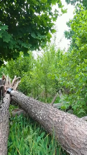 1.5K views · 26 reactions | Build a shelter between two large trees for overnight survival campin | Grupo Musical Versátil Contrapunto SLP | Facebook