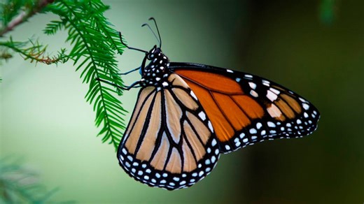 It’s monarch butterfly season once more. Here’s how to attract and spot them in Kansas