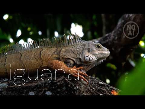 Relaxing Tropical Ambience | Chillin' Iguana on Branch | Wildlife I (No AI Footage)
