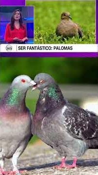 Ser Fantástico: Las Palomas