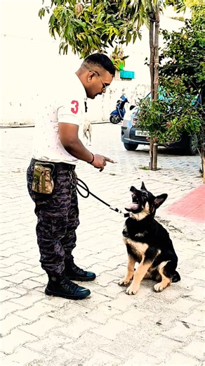 जर्मन शेफर्ड को बोलना कैसे सिखाएँ? #127 #gsd #shorts