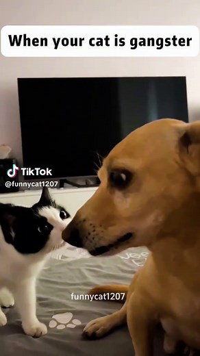 Gangster Cat Moments That Will Make You Laugh