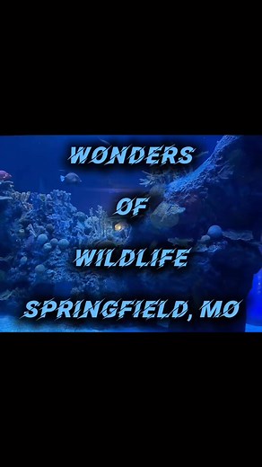 Explore The Wonders Of Wildlife Museum (Springfield, MO) - Leave a Comment - Like, Share & Follow for more travel related content! - If you need hotels, flights, rental cars, or gear to explore exciting sites in Missouri, check out our resource page: [https://thesojournerscompass.com/resources/] - Support My Platform: Creating content takes time, research, and dedication.If you're enjoying my posts and want to support the platform, consider checking out these ads! Your support helps keep quality