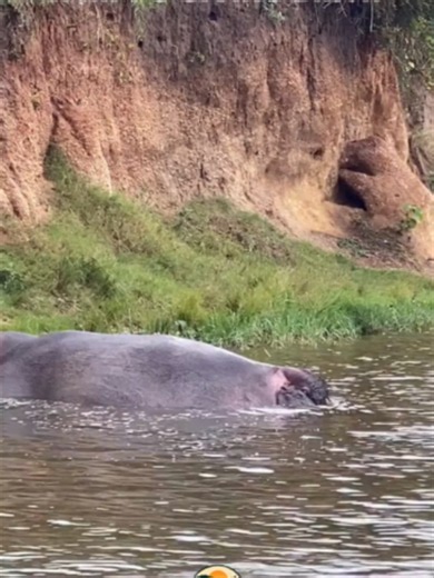 A rare miracle of life unfolds in the heart of Uganda. 🦛💙✨ Witness the breathtaking, once-in-a-lifetime moment a female hippopotamus gives birth right in the waters of the Kazinga Channel, one of the most wildlife-rich, magical waterways on the entire planet. 🇺🇬 Because hippos spend almost their entire lives submerged, calves are actually born underwater in shallow bays. The mother will immediately nudge her newborn to the surface for its very first breath of air, staying fiercely protective