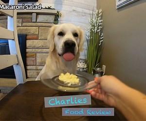 1.8M views · 40K reactions | Charlies food review (part 25) | Charlie The Golden | Facebook