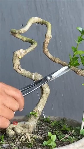 Long Time For Beautiful Results