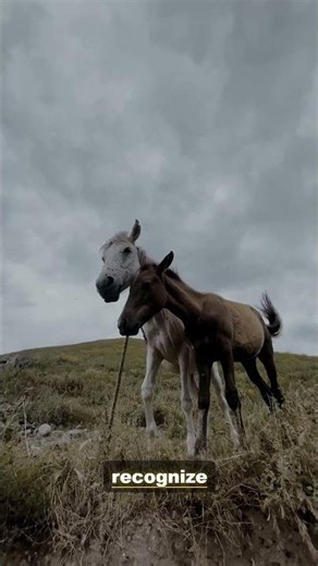 Exploring the World of the Horse | 4K Wildlife Documentary
