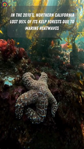 33K views · 45 reactions | Threats to kelp forests include pollution, kelp harvesting, overfishing, and climate change | causes.com | Facebook