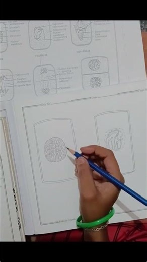 interphase prophase metaphase class 12th diagram ##shortsvideo