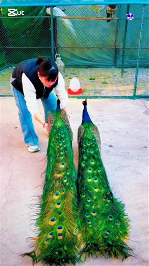 🦚 Peacock Peacock – The Ultimate Showcase of Nature’s Most Stunning Bird! #peacock #peafowl #shorts