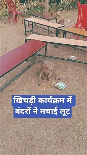 Monkey attacked on Basant panchmi #shorts #viralshort