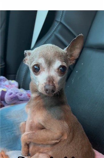 Caring for Pets After Surgery: Hope and Mouse's Journey